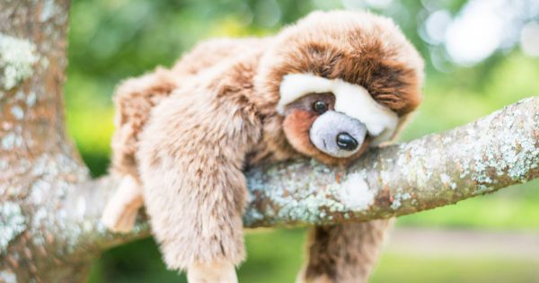 argos sloth teddy