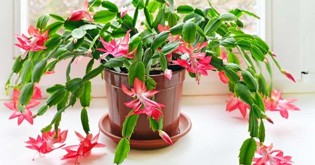 How To Look After Houseplants in Winter