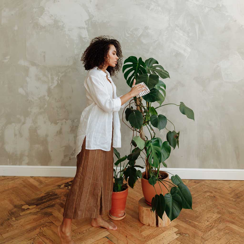 How To Look After Houseplants in Winter