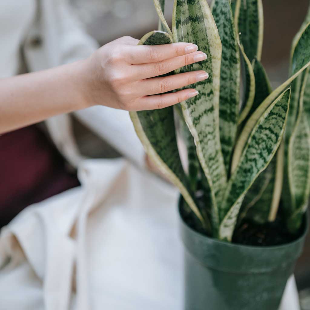 How To Look After Houseplants in Winter