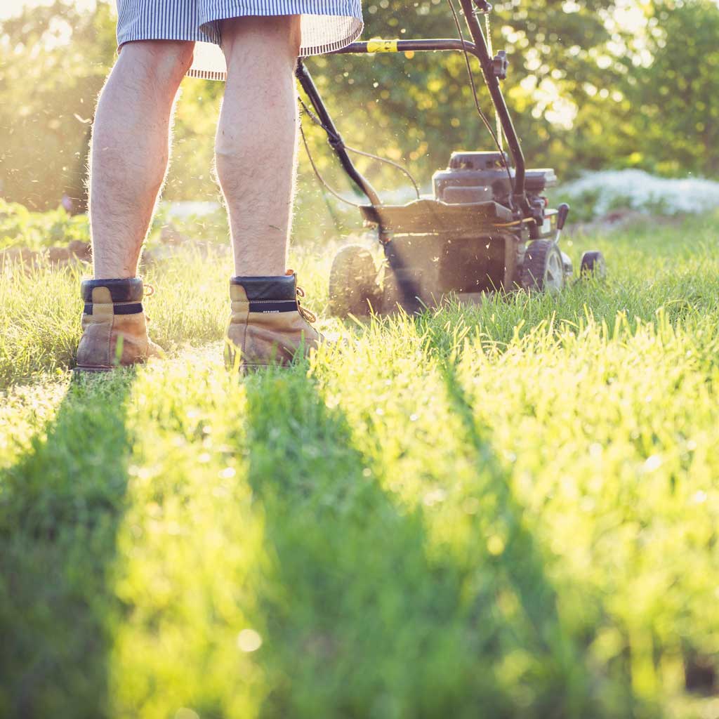 All You Need To Know About When To Cut Grass After Winter
